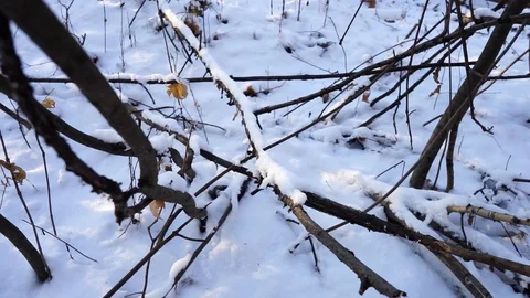 Tree branches and tree trunks under the snow on the ground. Stock Footage 99046776