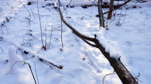 Tree branches and tree trunks under the snow on the ground. Stock Footage 99046781