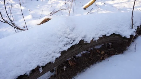 Tree branches and tree trunks under the snow on the ground. Stock Footage 99046785