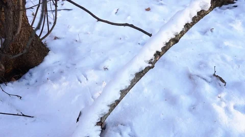 Tree branches and tree trunks under the snow on the ground. Stock Footage 99046789
