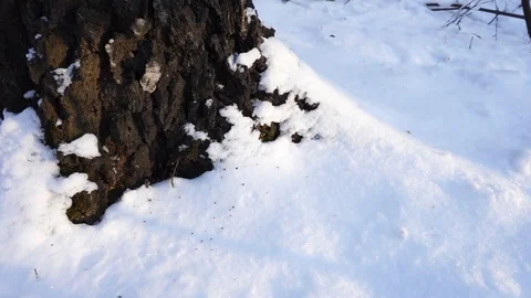 Tree branches and tree trunks under the snow on the ground. Stock Footage 99046791