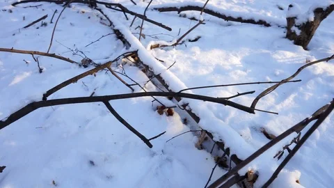 Tree branches and tree trunks under the snow on the ground. Stock Footage 99046802