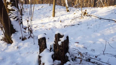 Tree branches and tree trunks under the snow on the ground. Stock Footage 99046807