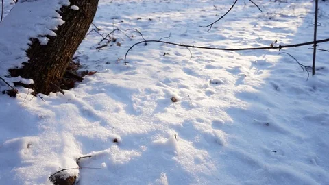 Tree branches and tree trunks under the snow on the ground. Stock Footage 99046808