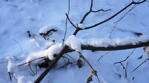 Tree branches and tree trunks under the snow on the ground. Stock Footage 99046814