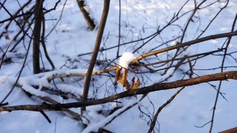 Tree branches and tree trunks under the snow on the ground. Stock Footage 99046822