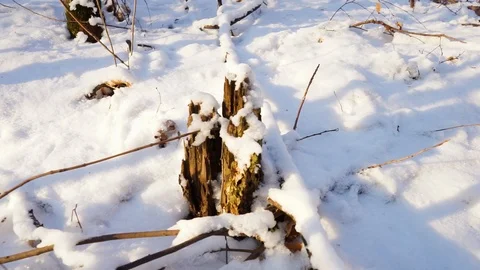 Tree branches and tree trunks under the snow on the ground. Stock Footage 99046828