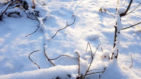 Tree branches and tree trunks under the snow on the ground. Stock Footage 99046835