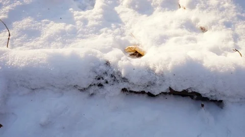 Tree branches and tree trunks under the snow on the ground. Stock Footage 99046851