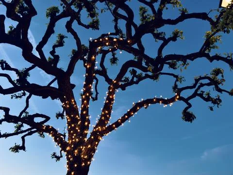 Tree branches and trunk wrapped in illuminated lights in silhouette against sky Stock Photos