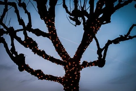 Tree branches and trunk wrapped in illuminated lights in silhouette against sky Stock Photos