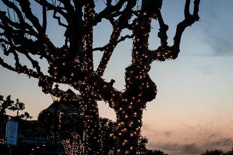 Tree branches and trunk wrapped in illuminated lights in silhouette against sky Stock Photos