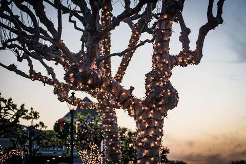 Tree branches and trunk wrapped in illuminated lights in silhouette against sky Stock Photos