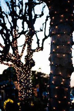 Tree branches and trunk wrapped in illuminated lights in silhouette against sky Stock Photos