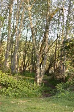 Tree branches and trunks along edge of small meadow clearing Stock Photos