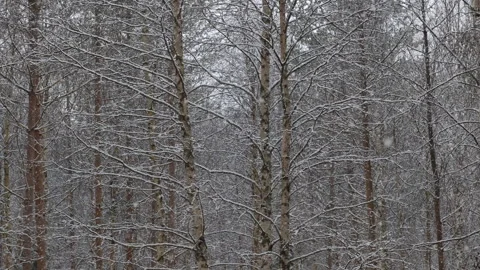 Tree branches and trunks lightly covered with snow in Finland during winter Stock Footage 344022844