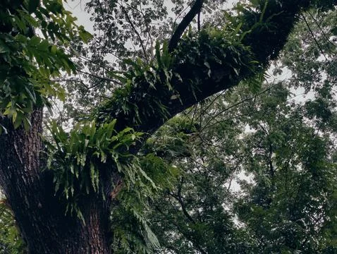 Tree branches and twigs forming intricate natural patterns in a forest Stock Photos
