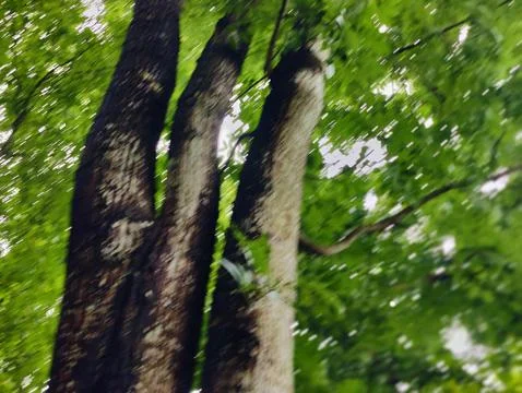 Tree branches and twigs forming intricate natural patterns in a forest Stock Photos