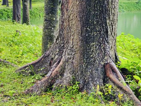 Tree branches and twigs forming intricate natural patterns in a forest Stock Photos