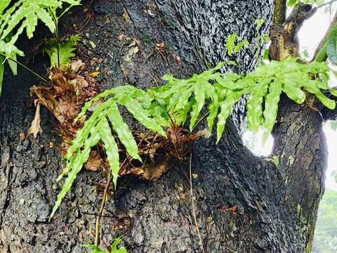 Tree branches and twigs forming intricate natural patterns in a forest Stock Photos