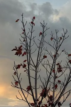 Tree branches and twigs with only some autumn leaves remaining Stock Photos