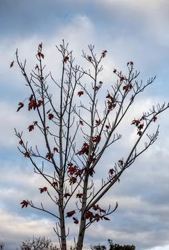 Tree branches and twigs with only some autumn leaves remaining Stock Photos