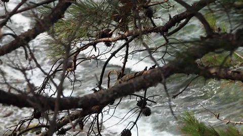 Tree branches and wavy sea in the wind Stock Footage 321007381