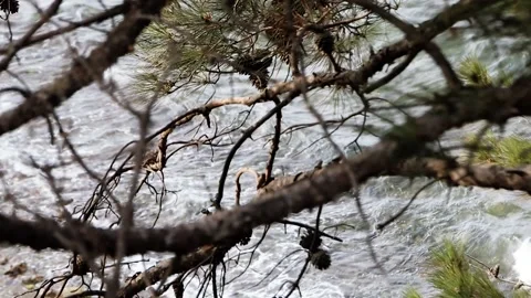 Tree branches and wavy sea in the wind Stock Footage 321007712