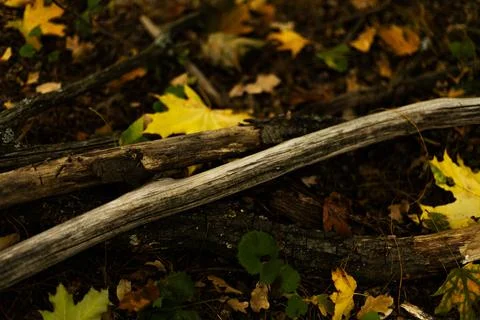 Tree branches and yellow maple leaves in a forest in autumn Foto stock