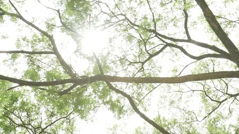 Tree branches ant eyes view Stock Footage 91897407