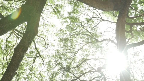 Tree branches ant eyes view Stock Footage 91897523