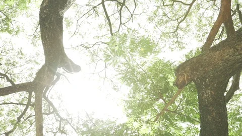 Tree branches ant eyes view Stock Footage 91897585