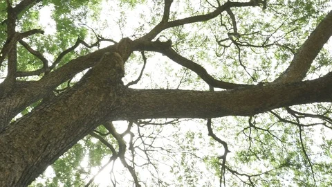 Tree branches ant eyes view Stock Footage 91897682