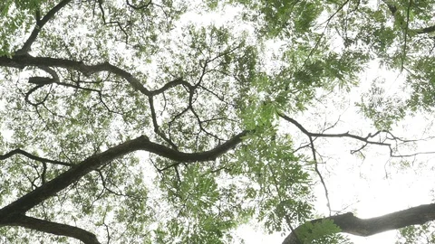 Tree branches ant eyes view Stock Footage 91897731