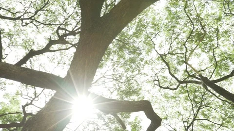 Tree branches ant eyes view Stock Footage 91898286