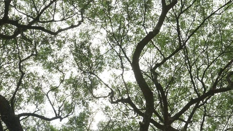 Tree branches ant eyes view Stock Footage 91898294