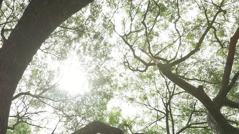 Tree branches ant eyes view Stock Footage 91898413