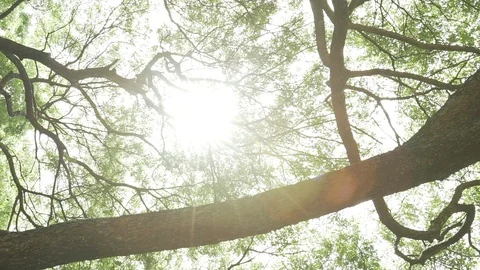 Tree branches ant eyes view Stock Footage 91898456