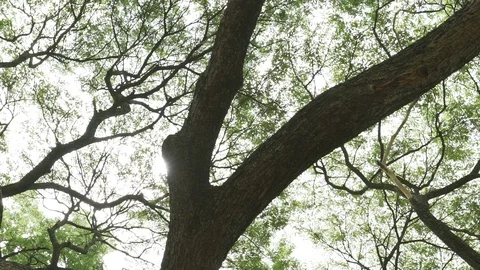 Tree branches ant eyes view Stock Footage 91898558