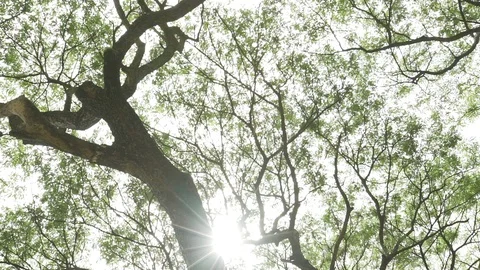 Tree branches ant eyes view Stock Footage 91898961