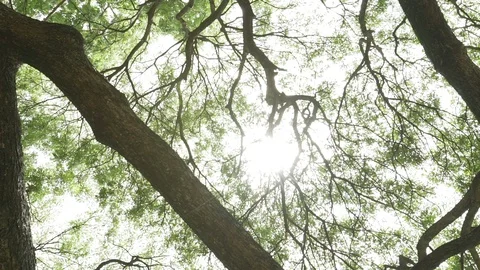 Tree branches ant eyes view Stock Footage 91899081
