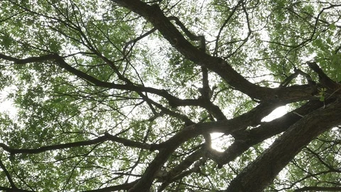 Tree branches ant eyes view Stock Footage 91899115