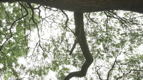 Tree branches ant eyes view Stock Footage 91899283