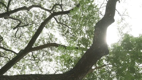 Tree branches ant eyes view Stock Footage 91899462