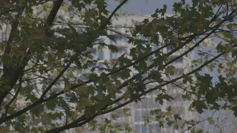 Tree Branches to Apartment Building Rack Focus 4K Video stock 148181367