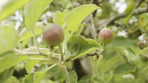 Tree branches in apple orchard 4K close-up video Video stock 157740353