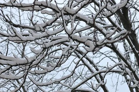 Tree branches are abundantly covered with snow on a frosty day Stock Photos