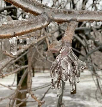 Tree branches are bent under the weight of ice. Stock Photos