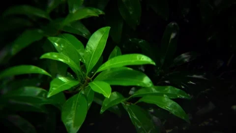 Tree branches are blowing in the wind Stock Footage 254483170