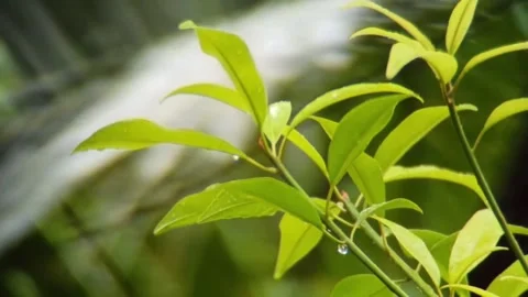 Tree branches are blowing in the wind Stock Footage 254484530